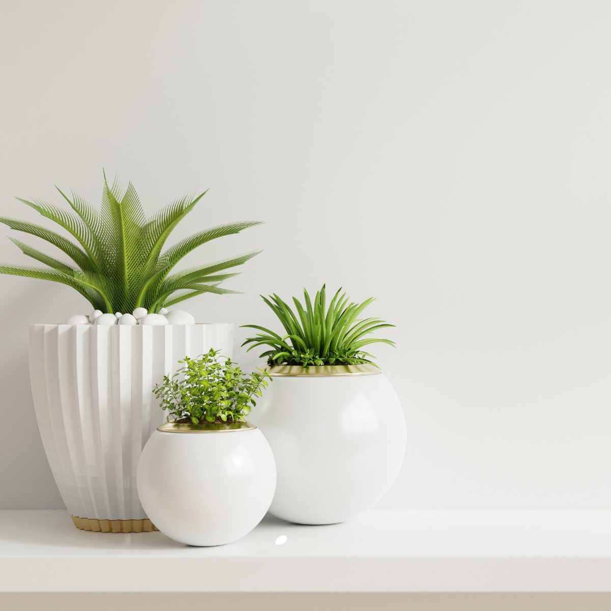 Plants