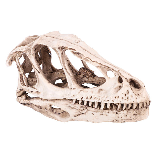 Dinosaur Skull Model Home Decor Prop