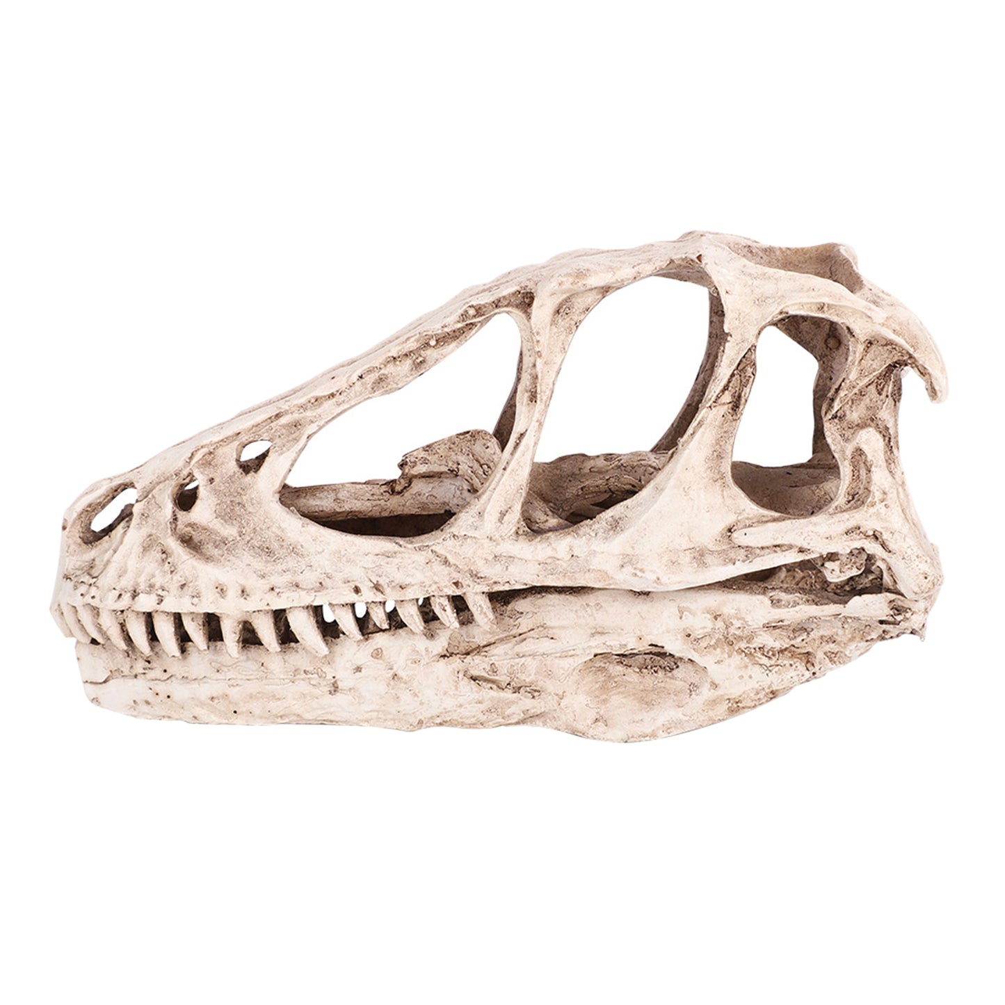 Dinosaur Skull Model Home Decor Prop
