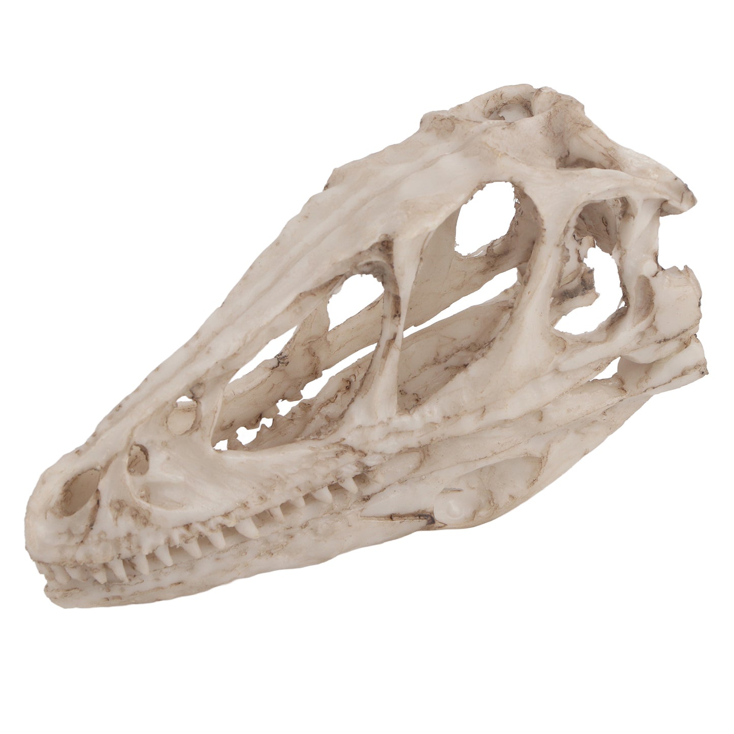 Dinosaur Skull Model Home Decor Prop