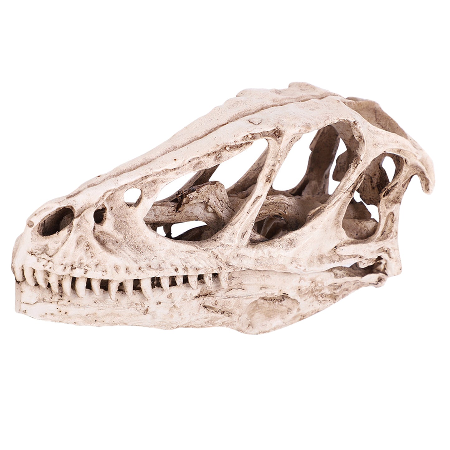 Dinosaur Skull Model Home Decor Prop