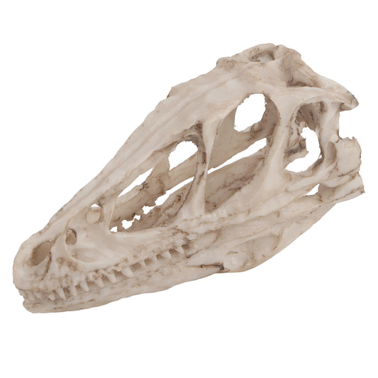 Dinosaur Skull Model Home Decor Prop